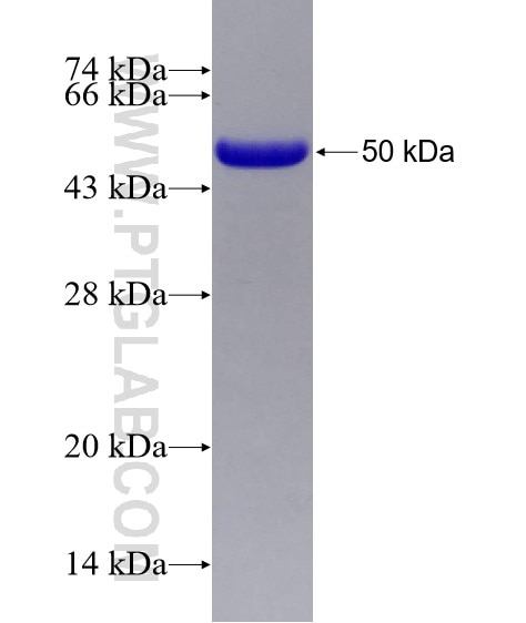 SMARCA2-Specific fusion protein Ag25157 SDS-PAGE
