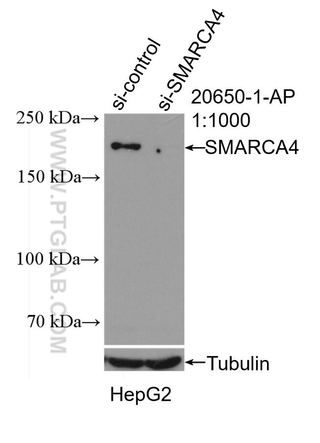 Western Blot (WB) analysis of HepG2 cells using SMARCA4/BRG1 Polyclonal antibody (20650-1-AP)