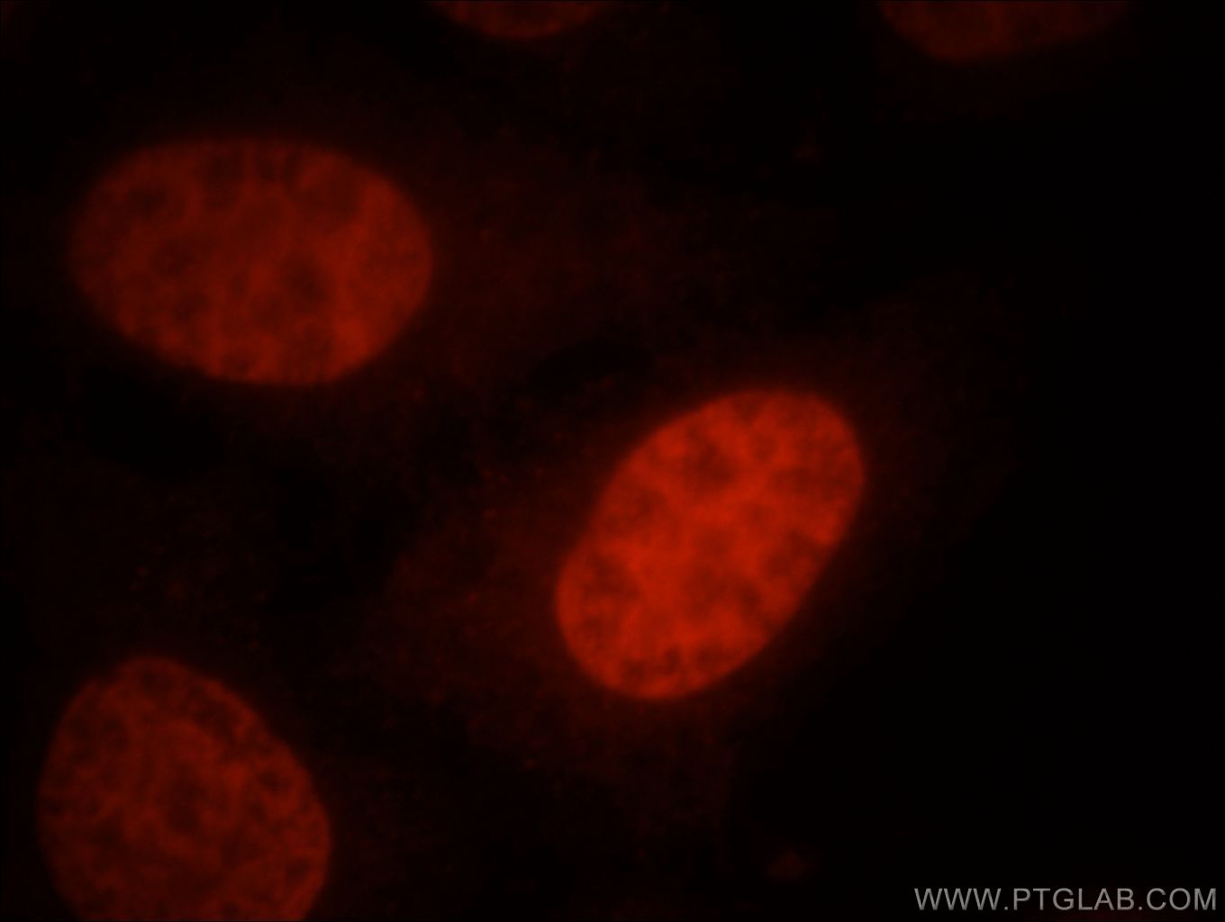 Immunofluorescence (IF) / fluorescent staining of HepG2 cells using SMARCA4/BRG1 Polyclonal antibody (21634-1-AP)