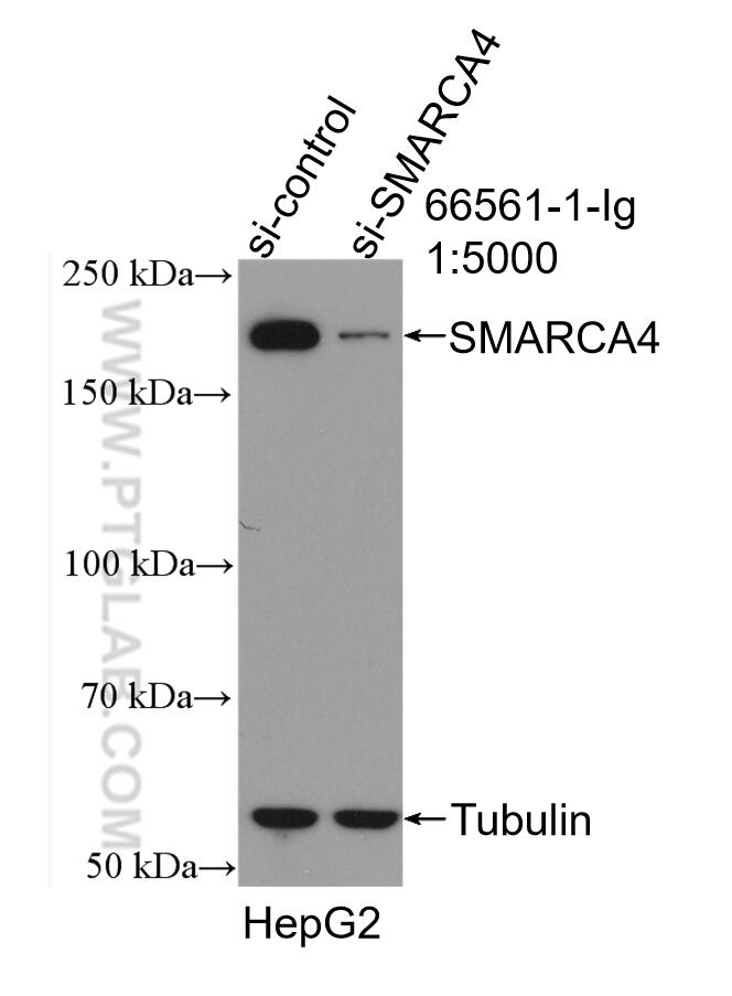 Western Blot (WB) analysis of HepG2 cells using SMARCA4/BRG1 Monoclonal antibody (66561-1-Ig)