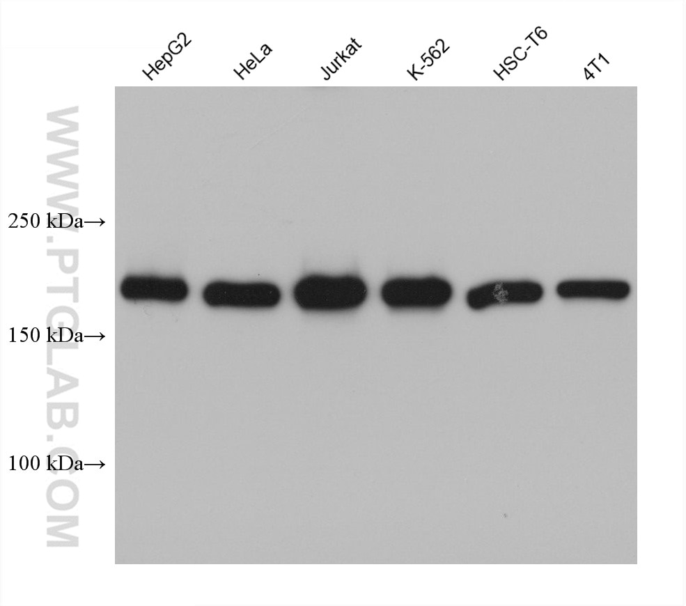 Western Blot (WB) analysis of various lysates using SMARCA4/BRG1 Monoclonal antibody (66561-1-Ig)