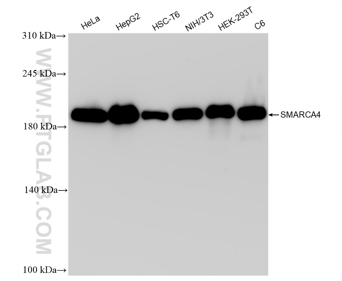 Western Blot (WB) analysis of various lysates using SMARCA4 Recombinant antibody (83310-6-RR)