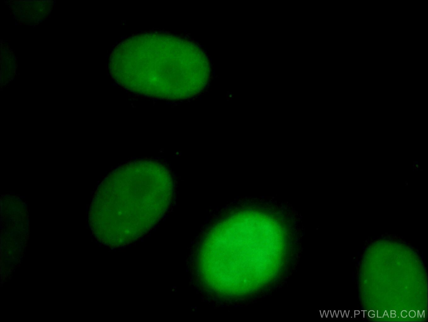 Immunofluorescence (IF) / fluorescent staining of HepG2 cells using CoraLite® Plus 488-conjugated SMARCA4 Monoclonal a (CL488-66561)