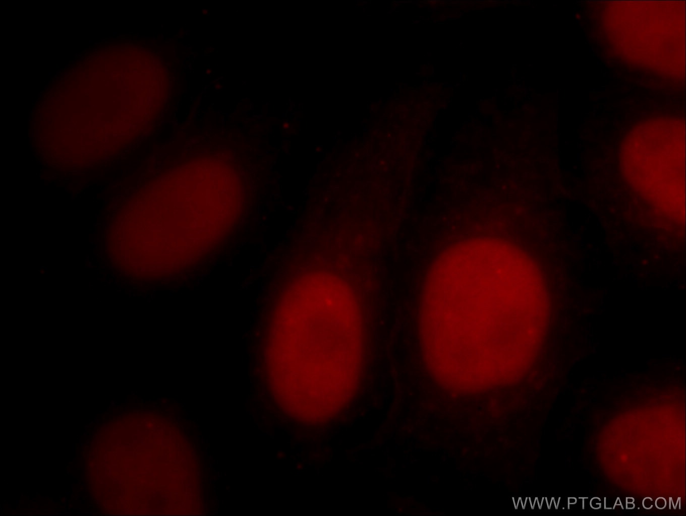 Immunofluorescence (IF) / fluorescent staining of HepG2 cells using CoraLite®594-conjugated SMARCA4 Monoclonal antibod (CL594-66561)