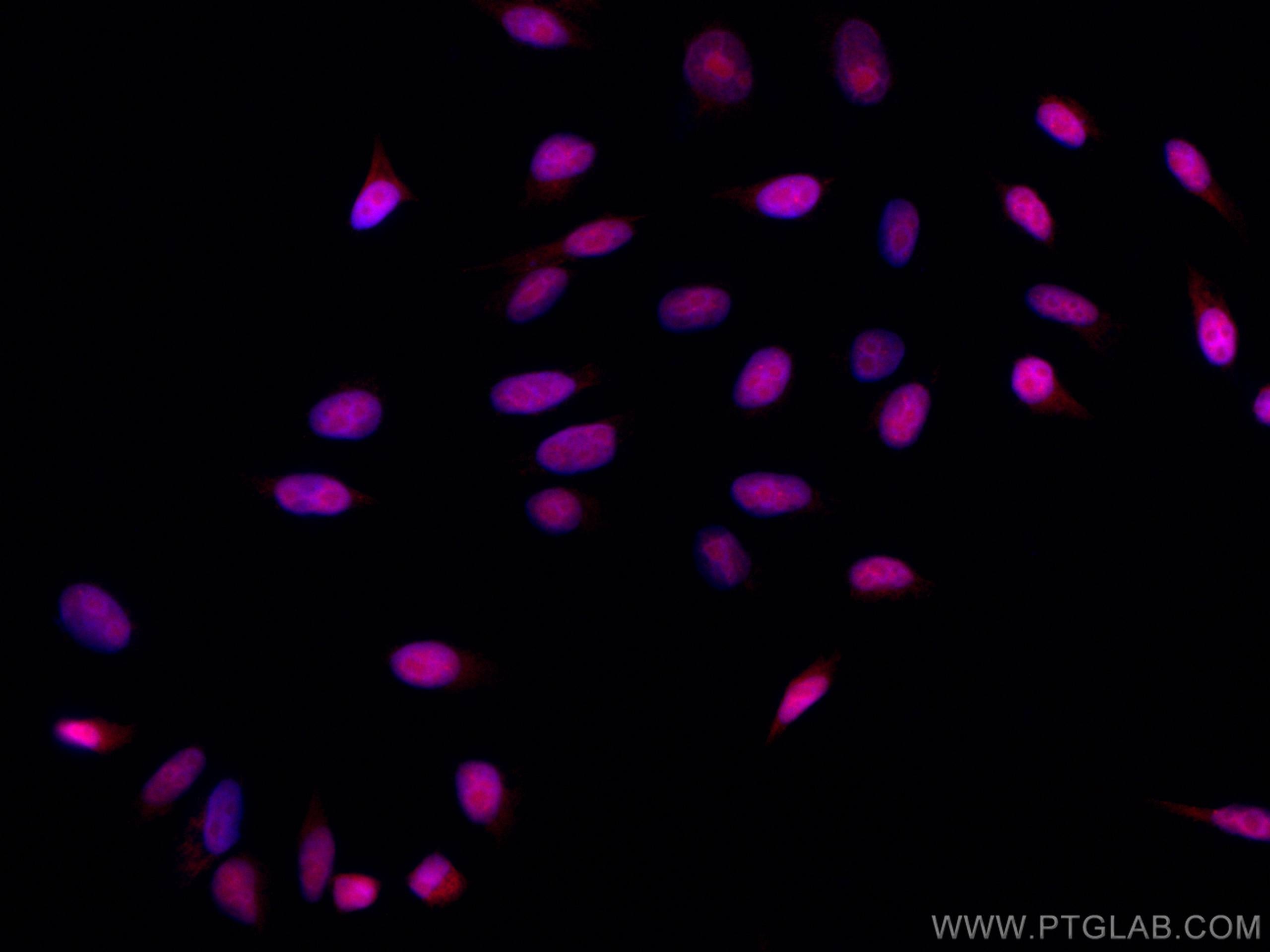 Immunofluorescence (IF) / fluorescent staining of HepG2 cells using CoraLite®594-conjugated SMARCA4 Monoclonal antibod (CL594-66561)