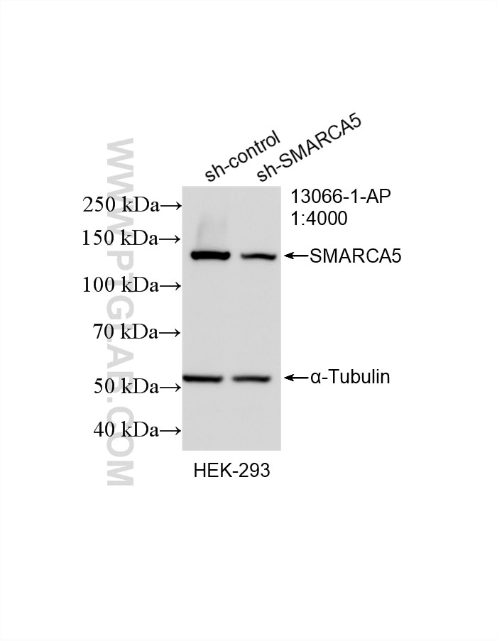 Western Blot (WB) analysis of HEK-293 cells using SMARCA5 Polyclonal antibody (13066-1-AP)
