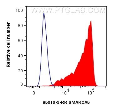 Flow cytometry (FC) experiment of HeLa cells using SMARCA5 Recombinant antibody (85019-3-RR)
