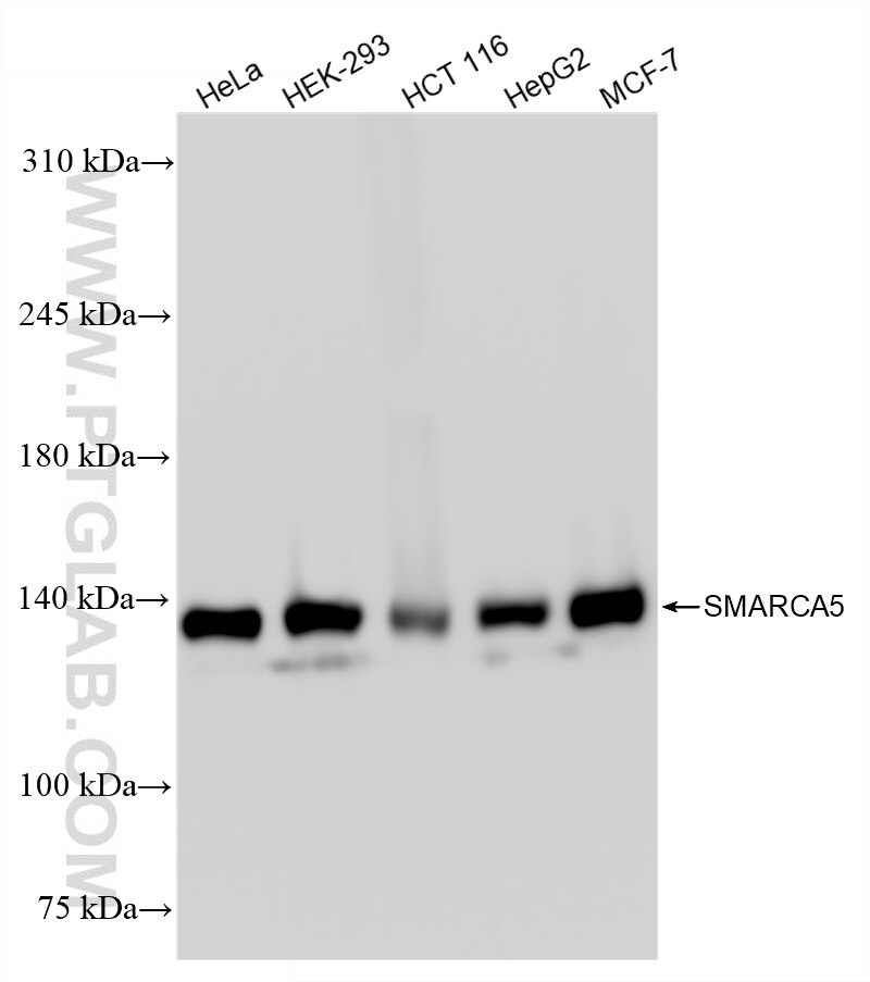 Western Blot (WB) analysis of various lysates using SMARCA5 Recombinant antibody (85019-3-RR)