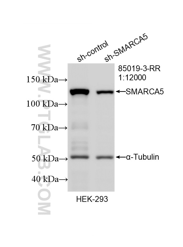 WB result of SMARCA5 antibody (85019-3-RR; 1:10000; incubated at room temperature for 1.5 hours) with sh-Control and sh-SMARCA5 transfected HEK-293 cells. Western Blot (WB) analysis of HEK-293 cells using SMARCA5 Recombinant monoclonal antibody (85019-3-RR)