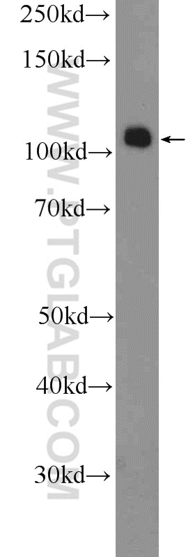 WB analysis of HEK-293 using 12513-1-AP