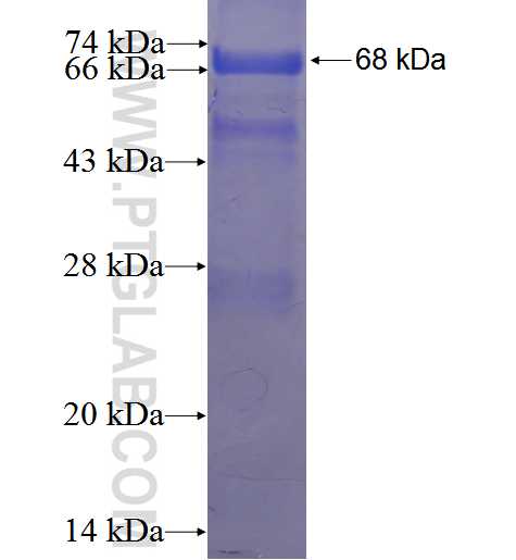 SMARCAL1 fusion protein Ag3194 SDS-PAGE