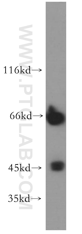 WB analysis of K-562 using 20654-1-AP