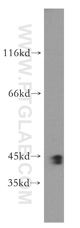 Western Blot (WB) analysis of HepG2 cells using SMARCB1 Polyclonal antibody (20654-1-AP)