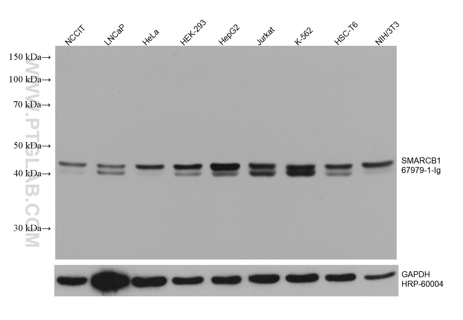 Western Blot (WB) analysis of various lysates using SMARCB1 Monoclonal antibody (67979-1-Ig)
