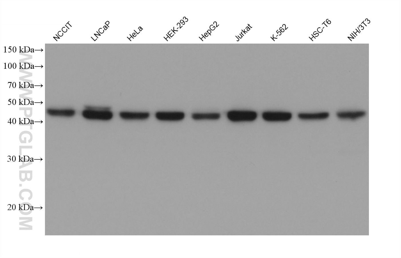 Western Blot (WB) analysis of various lysates using SMARCB1 Monoclonal antibody (67979-1-Ig)