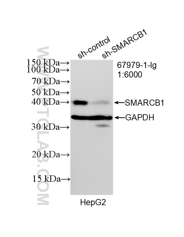WB result of SMARCB1 antibody (67979-1-Ig; 1:6000; incubated at room temperature for 1.5 hours) with sh-Control and sh-SMARCB1 transfected HepG2 cells. Western Blot (WB) analysis of HepG2 cells using SMARCB1 Monoclonal antibody (67979-1-Ig)