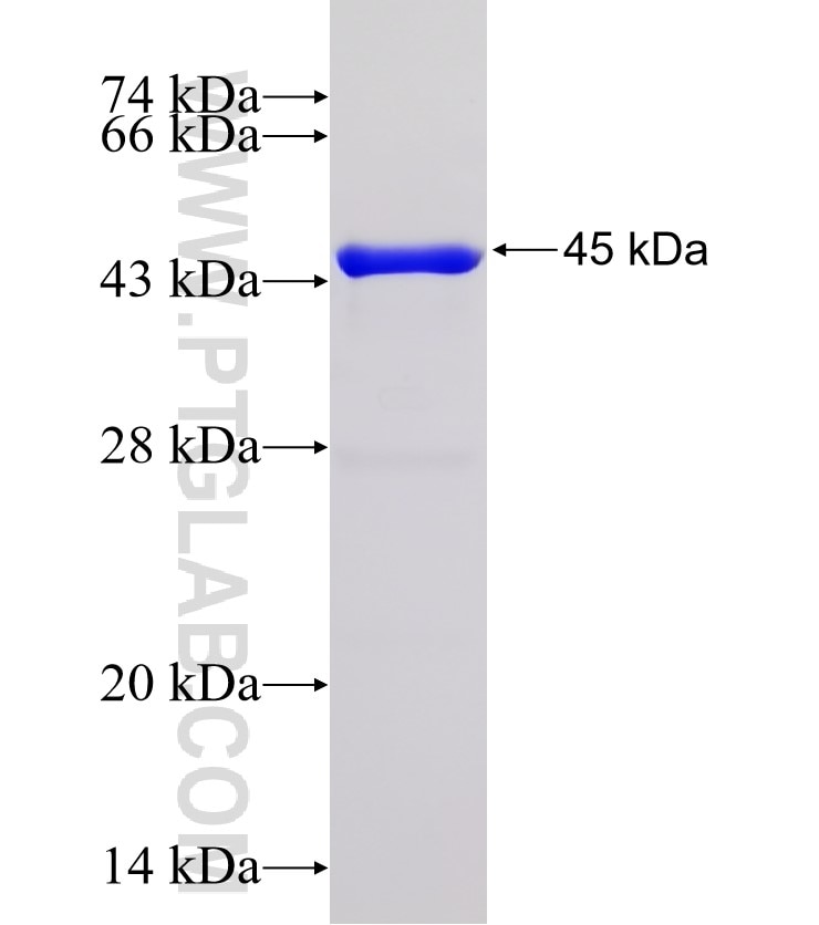 SMARCB1 fusion protein Ag28911 SDS-PAGE