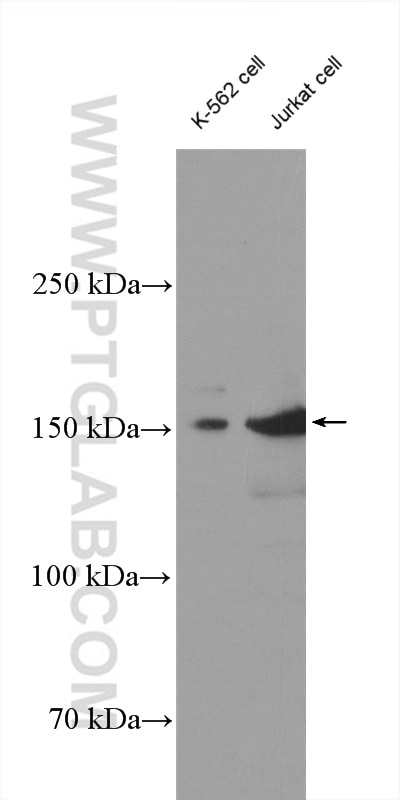 Western Blot (WB) analysis of various lysates using SMARCC1 Polyclonal antibody (17722-1-AP)