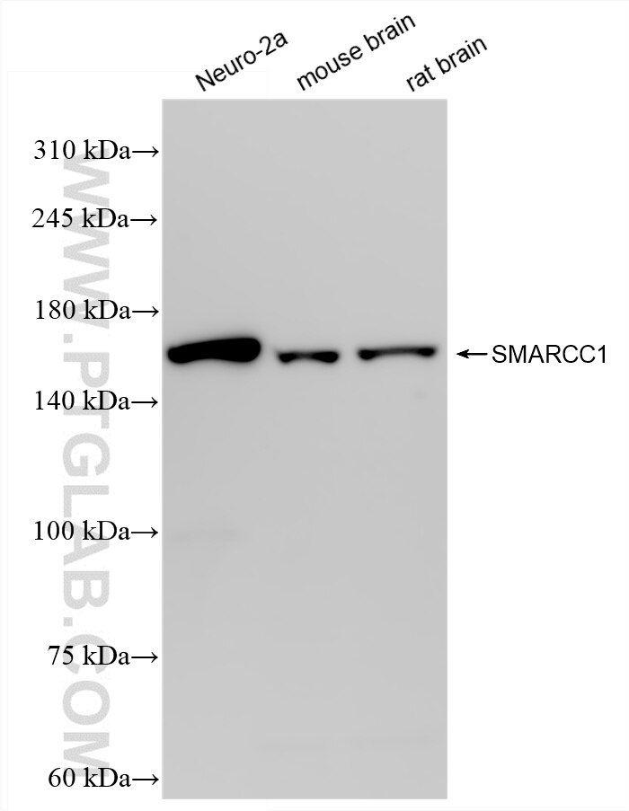 Western Blot (WB) analysis of various lysates using SMARCC1 Recombinant antibody (86015-1-RR)