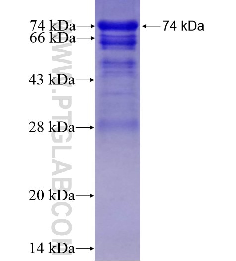SMARCC1 fusion protein Ag12109 SDS-PAGE
