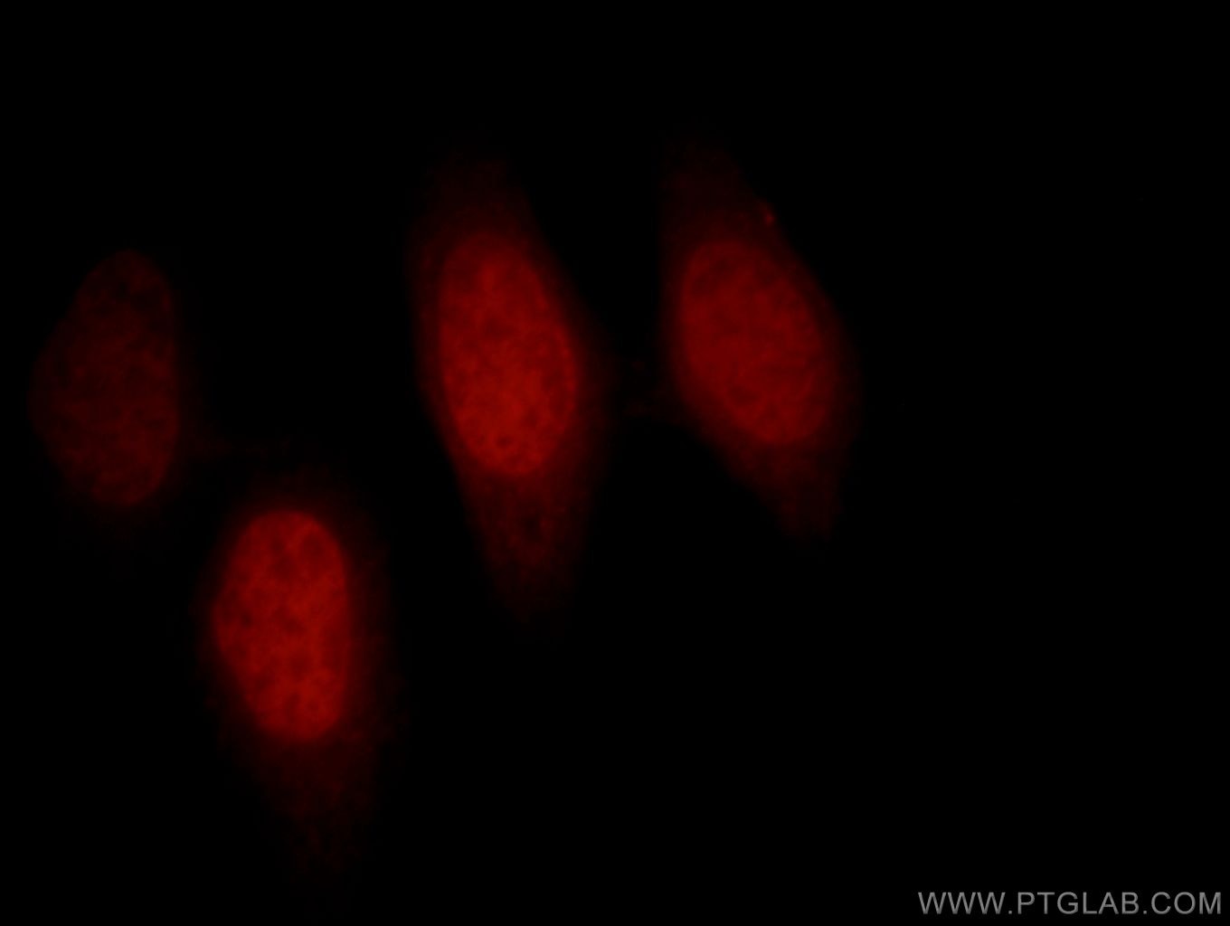 Immunofluorescence (IF) / fluorescent staining of HepG2 cells using BAF170 Polyclonal antibody (12018-1-AP)