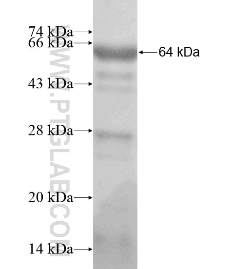 BAF170 fusion protein Ag19234 SDS-PAGE