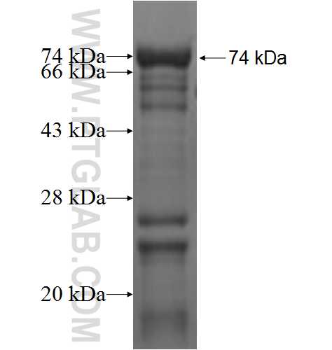 BAF170 fusion protein Ag2634 SDS-PAGE