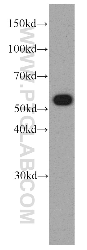 Western Blot (WB) analysis of HepG2 cells using SMARCD1 Monoclonal antibody (66116-1-Ig)
