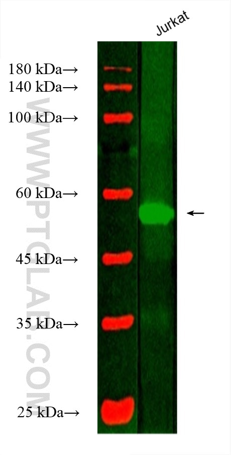 Western Blot (WB) analysis of various lysates using CoraLite® Plus 488-conjugated SMARCD1 Monoclonal a (CL488-66116)