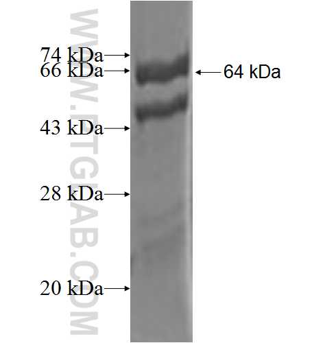 SMARCD1 fusion protein Ag1453 SDS-PAGE