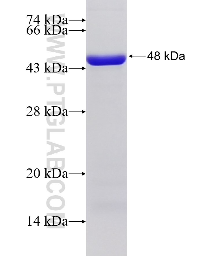 SMARCD1 fusion protein Ag19100 SDS-PAGE