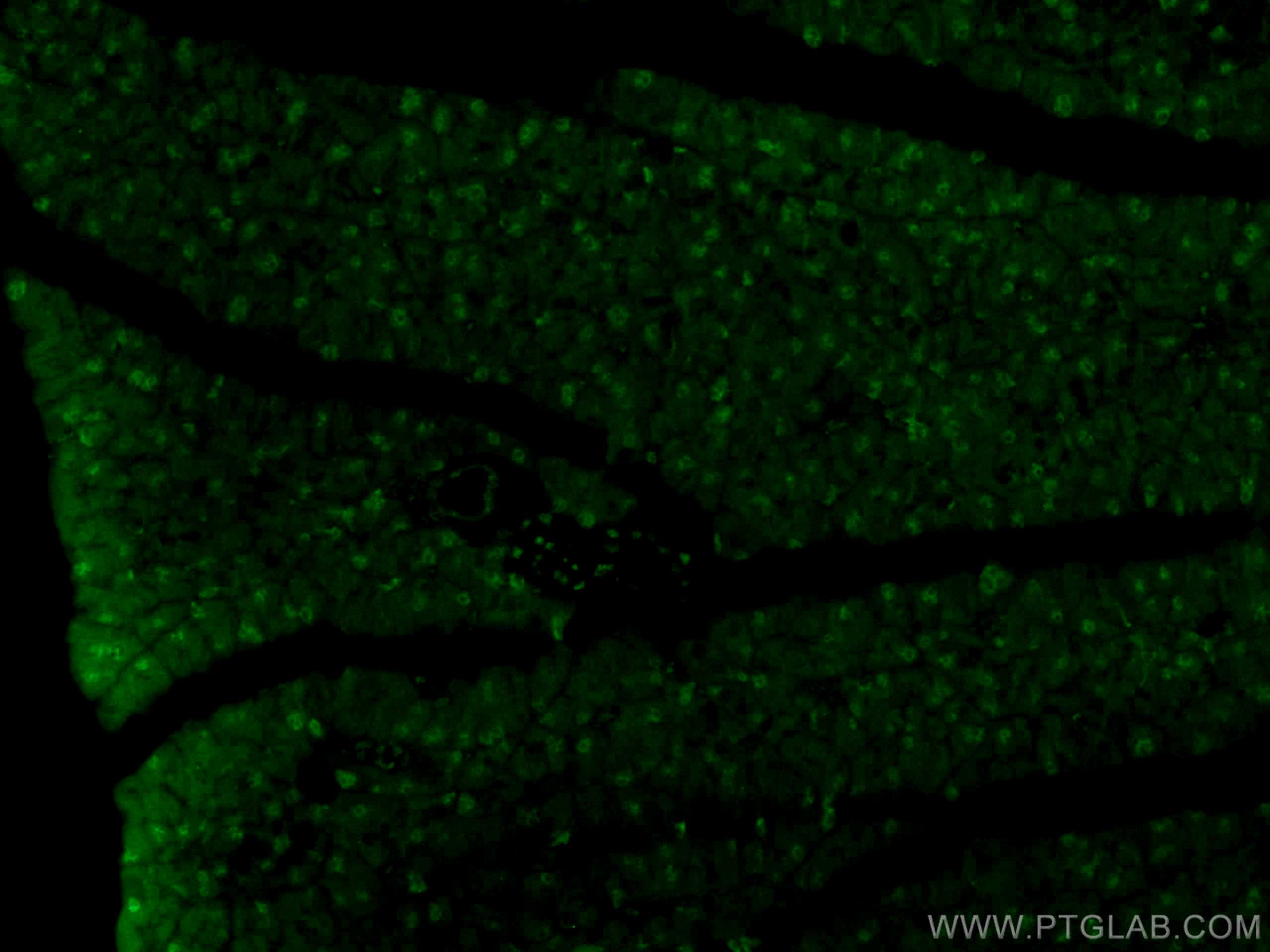 Immunofluorescence (IF) / fluorescent staining of mouse pancreas tissue using SMARCD3 Polyclonal antibody (12838-1-AP)