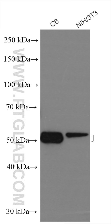 Western Blot (WB) analysis of various lysates using SMARCD3 Polyclonal antibody (12838-1-AP)