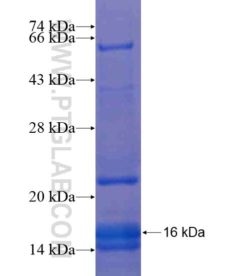 SMARCD3 fusion protein Ag19242 SDS-PAGE