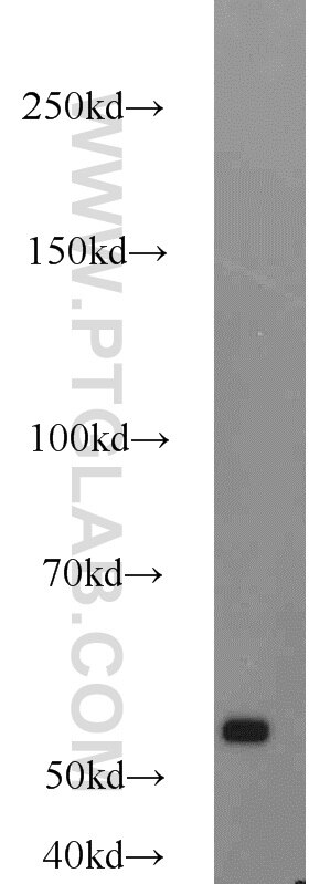 Western Blot (WB) analysis of HEK-293 cells using SMARCE1 Polyclonal antibody (10814-1-AP)