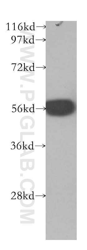 Western Blot (WB) analysis of MCF-7 cells using SMARCE1 Polyclonal antibody (10814-1-AP)