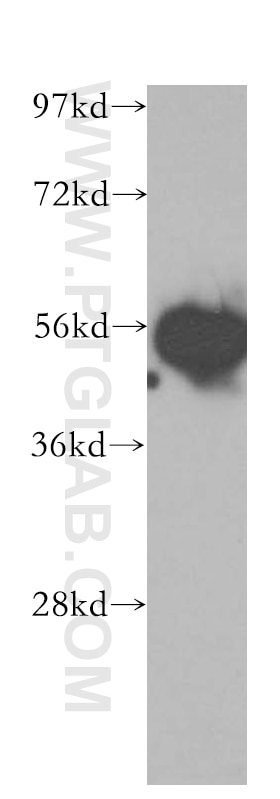 Western Blot (WB) analysis of HEK-293 cells using SMARCE1 Polyclonal antibody (10814-1-AP)