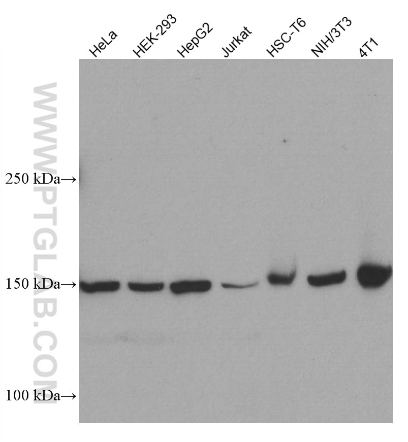 Western Blot (WB) analysis of various lysates using SMC1A Monoclonal antibody (66987-1-Ig)
