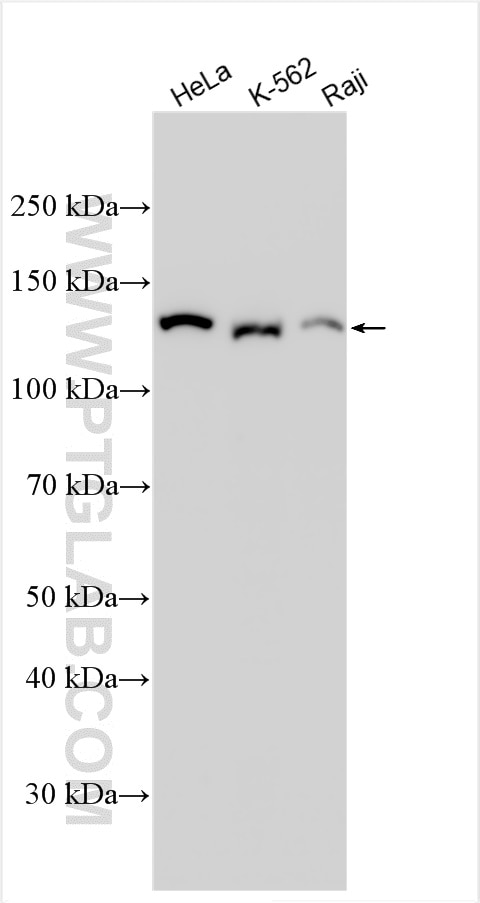 Western Blot (WB) analysis of various lysates using SMC2 Polyclonal antibody (30707-1-AP)