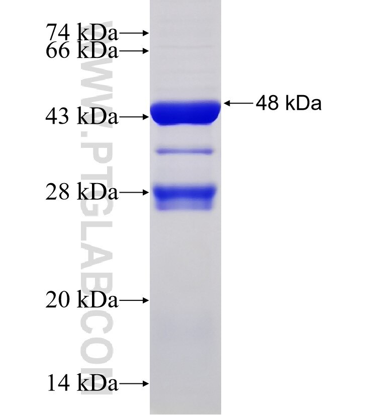SMC2 fusion protein Ag33471 SDS-PAGE