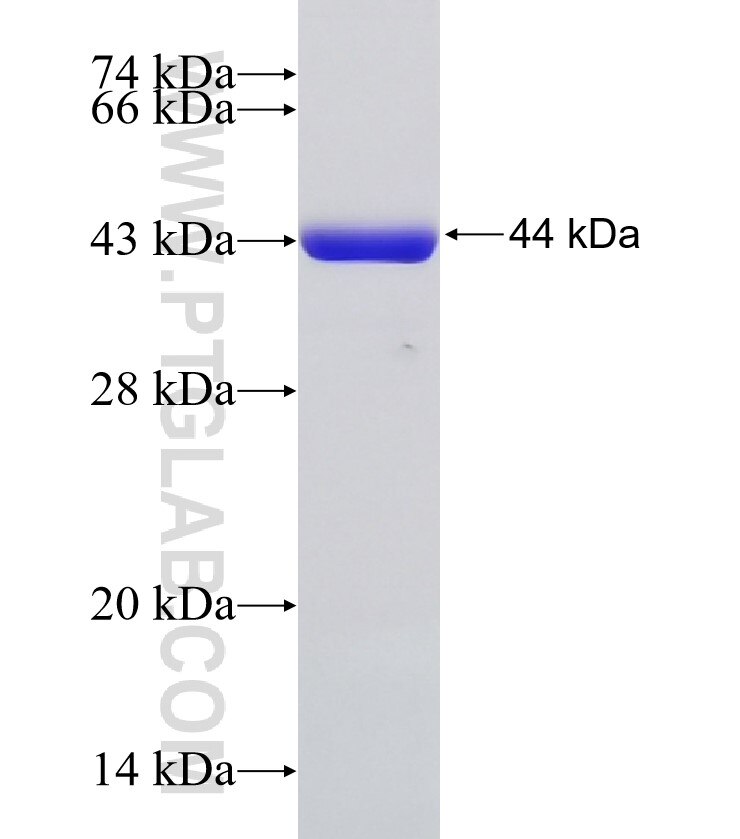 SMC3 fusion protein Ag6174 SDS-PAGE
