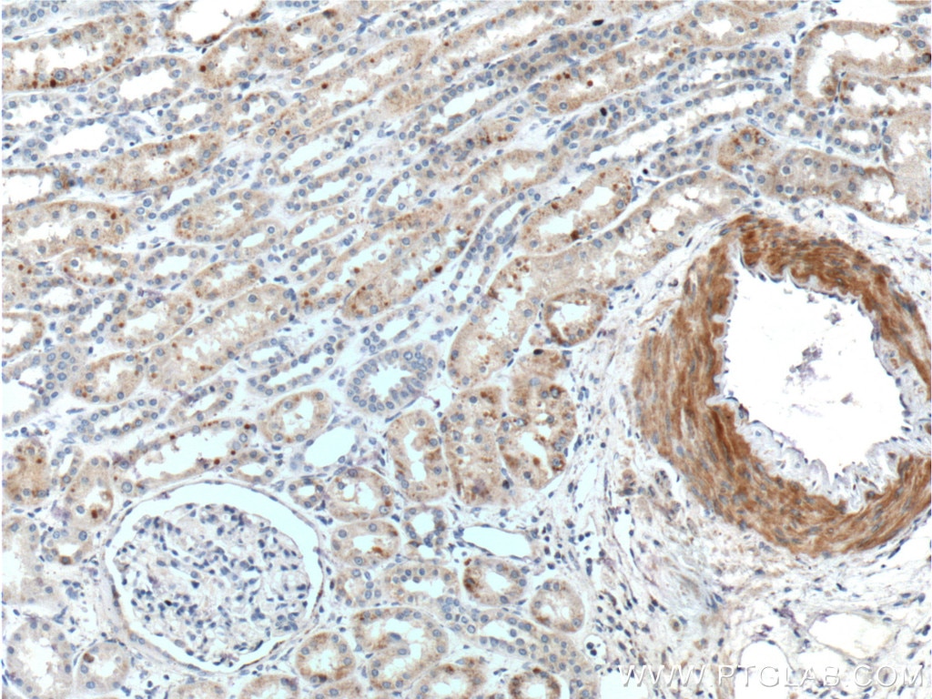 Immunohistochemistry (IHC) staining of human kidney tissue using SMCO4 Polyclonal antibody (25815-1-AP)