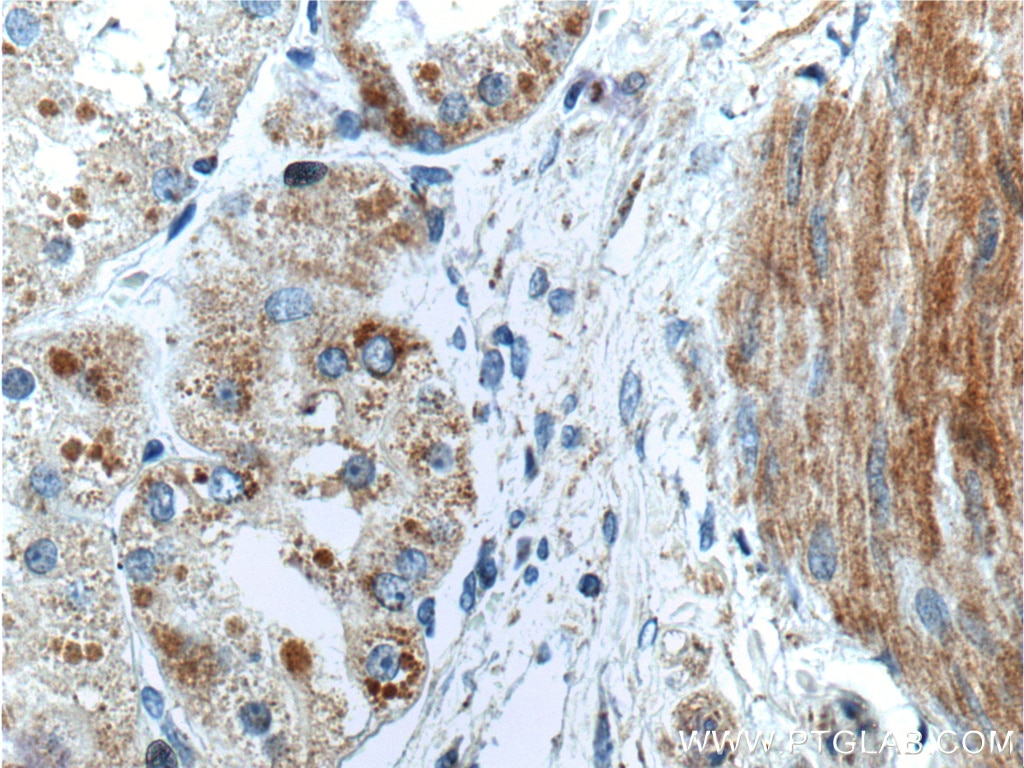 Immunohistochemistry (IHC) staining of human kidney tissue using SMCO4 Polyclonal antibody (25815-1-AP)