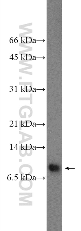 Western Blot (WB) analysis of HEK-293 cells using SMCO4 Polyclonal antibody (25815-1-AP)