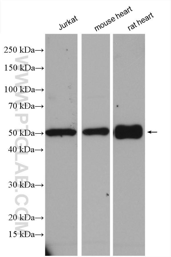 Western Blot (WB) analysis of various lysates using SMCR7/MID49 Polyclonal antibody (28718-1-AP)