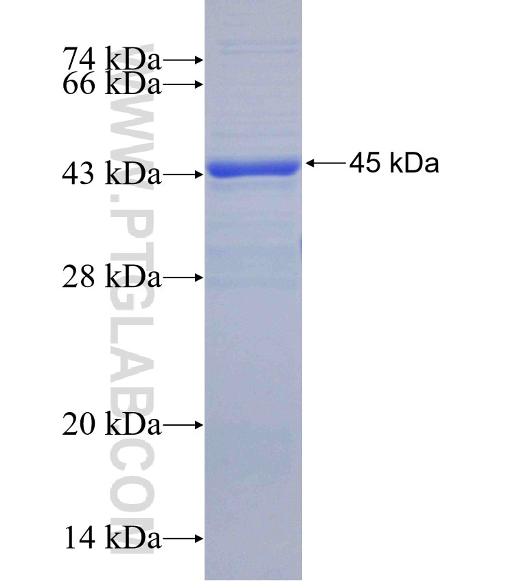SMCR7,MID49 fusion protein Ag30119 SDS-PAGE
