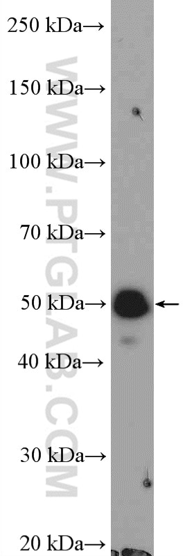 Western Blot (WB) analysis of HEK-293T cells using SMCR7/MID49 Polyclonal antibody (16413-1-AP)