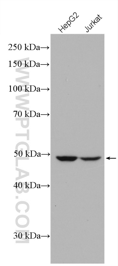 Western Blot (WB) analysis of various lysates using SMCR7/MID49 Polyclonal antibody (16413-1-AP)