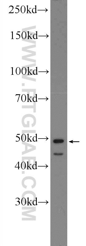 Western Blot (WB) analysis of HT-1080 cells using SMCR7/MID49 Polyclonal antibody (16413-1-AP)