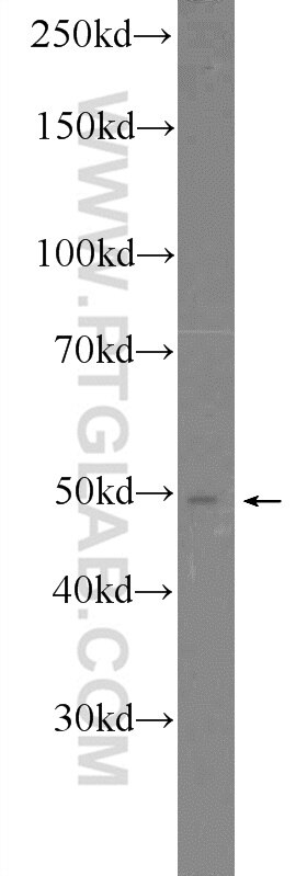 Western Blot (WB) analysis of HT-1080 cells using SMCR7/MID49 Polyclonal antibody (16413-1-AP)